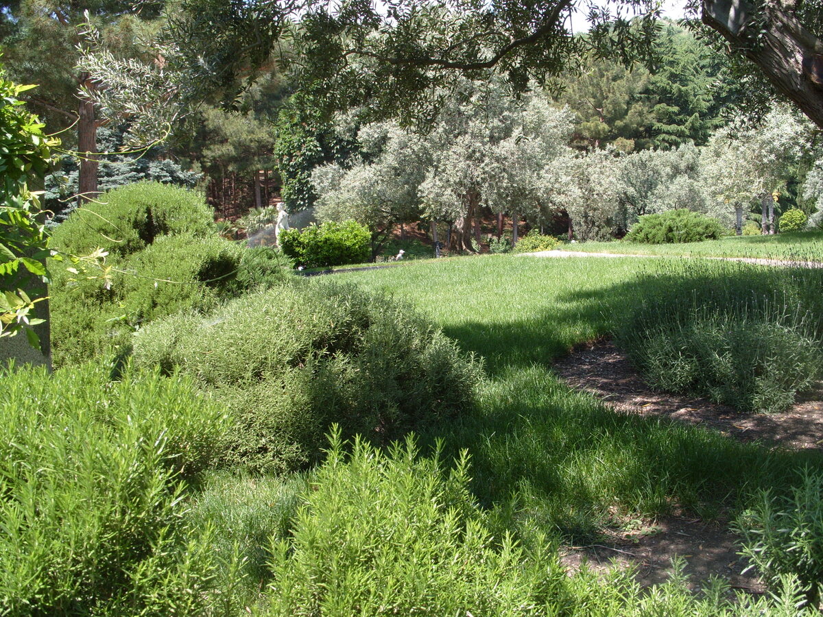    Лавандин и лаванды в античном саду парка санатория «Айвазовское». Фото автора