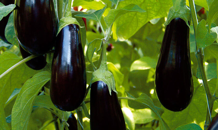 Источник фото: semena-zakaz.ru