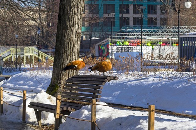    Какая погода будет в Москве весной 2024 года?