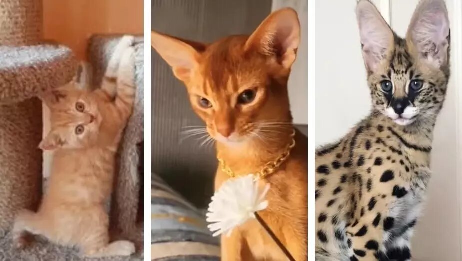     В России 1 марта отмечается день кошек. В честь праздника мы посмотрели, каких самых дорогих кошек продают красноярцам — в подборке саванны, британцы и другие.