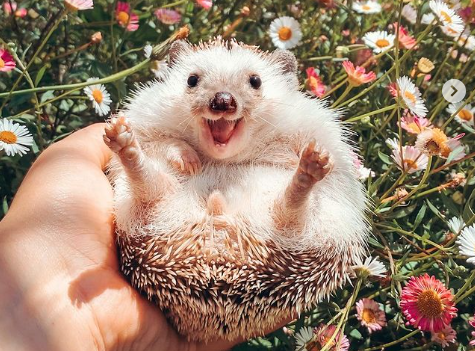 фото www.instagram.com/mr.pokee