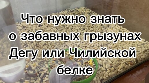 Что нужно знать о забавных грызунах дегу или чилийской белке