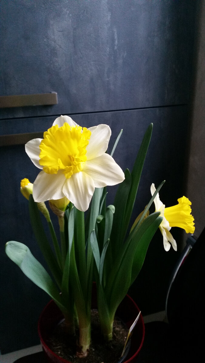 фотография для солнечного настроения. Очень люблю жёлтые цветы. Весна наступает.. 