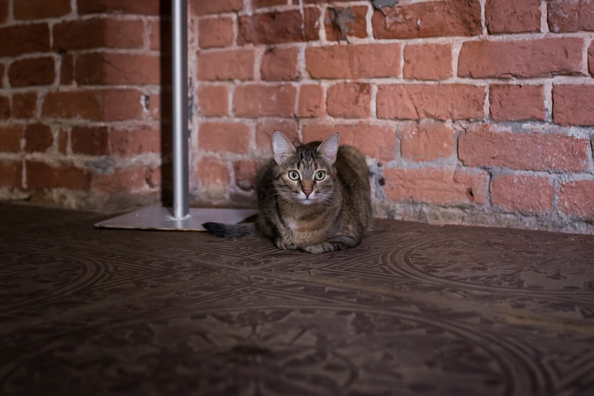 Кошка Арсения. Фото: Алина Мигушина