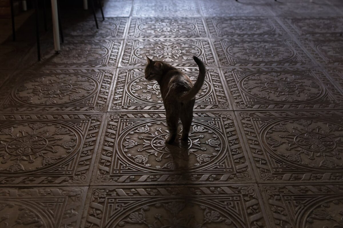 Кошка Арсения в Арсенале. Фото: Алина Мигушина