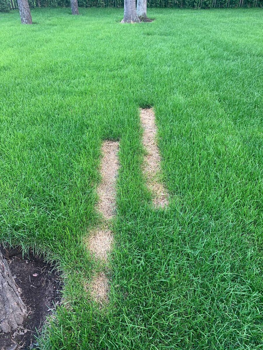 Укладка рулонного газона от компании Красиво групп. Как видно на фото, два рулона не прижились. Мы даем гарантию на приживаемость, произвели ремонт рулонного газона по гарантии.