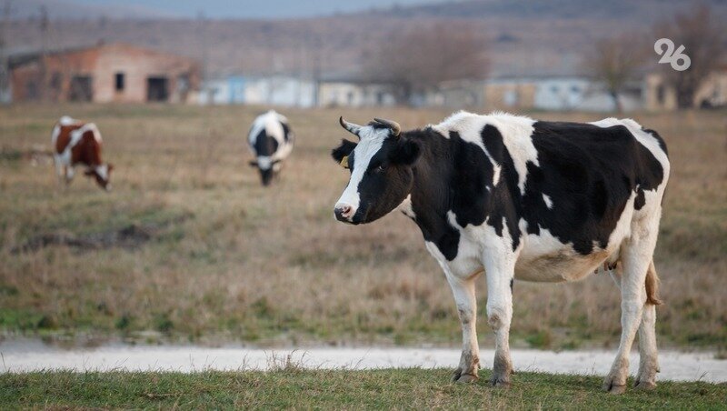      Фото: ИА «Победа26»