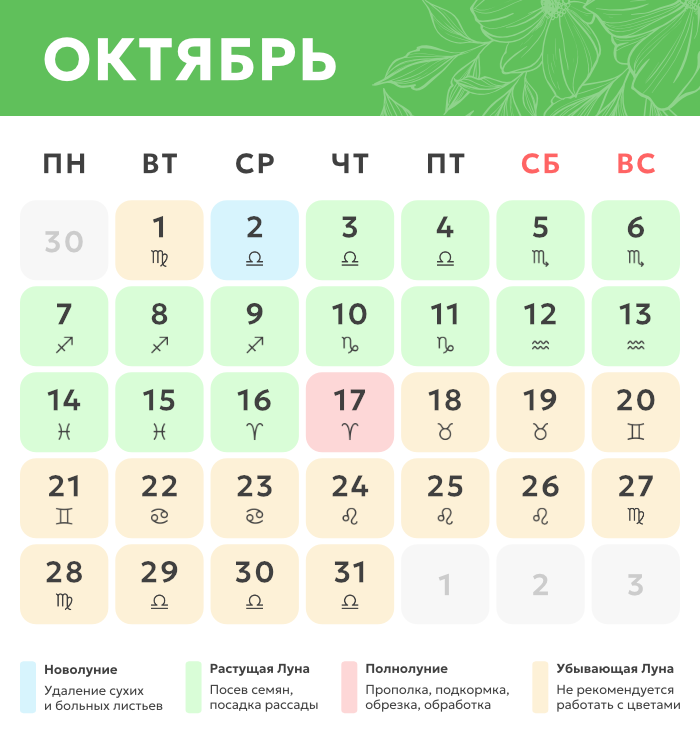 Календарь посадки чеснока в ноябре 2023 года
