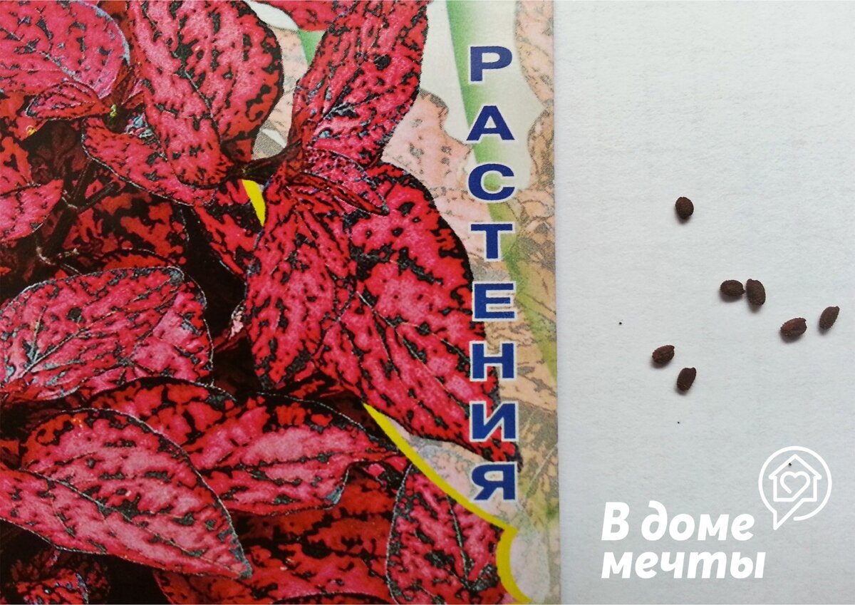 Фото из интернета. Семена гипоэстеса.