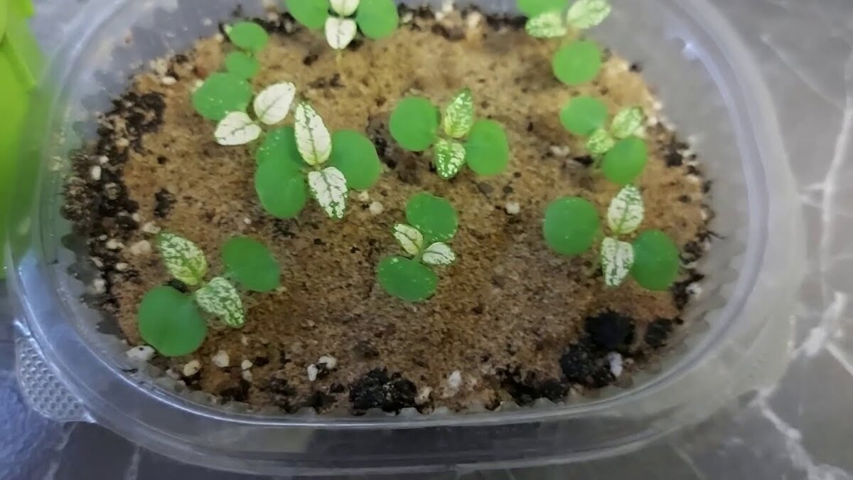 Фото из интернета. Ростки с первой парой настоящих листьев.