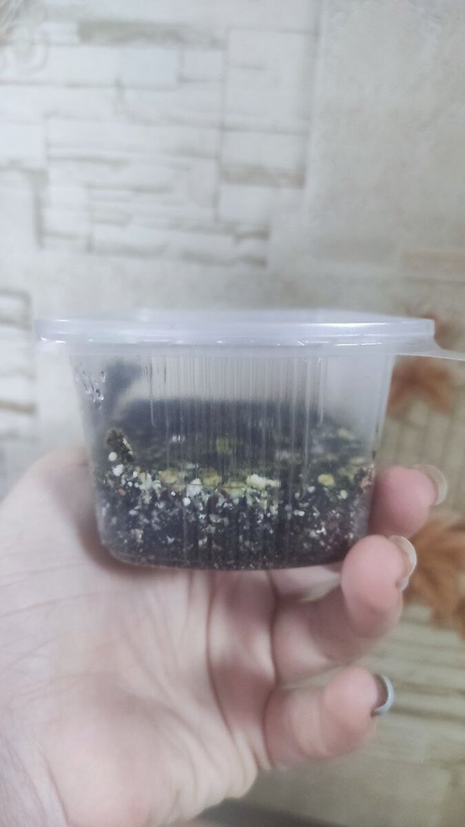 Там кто-то всходит.