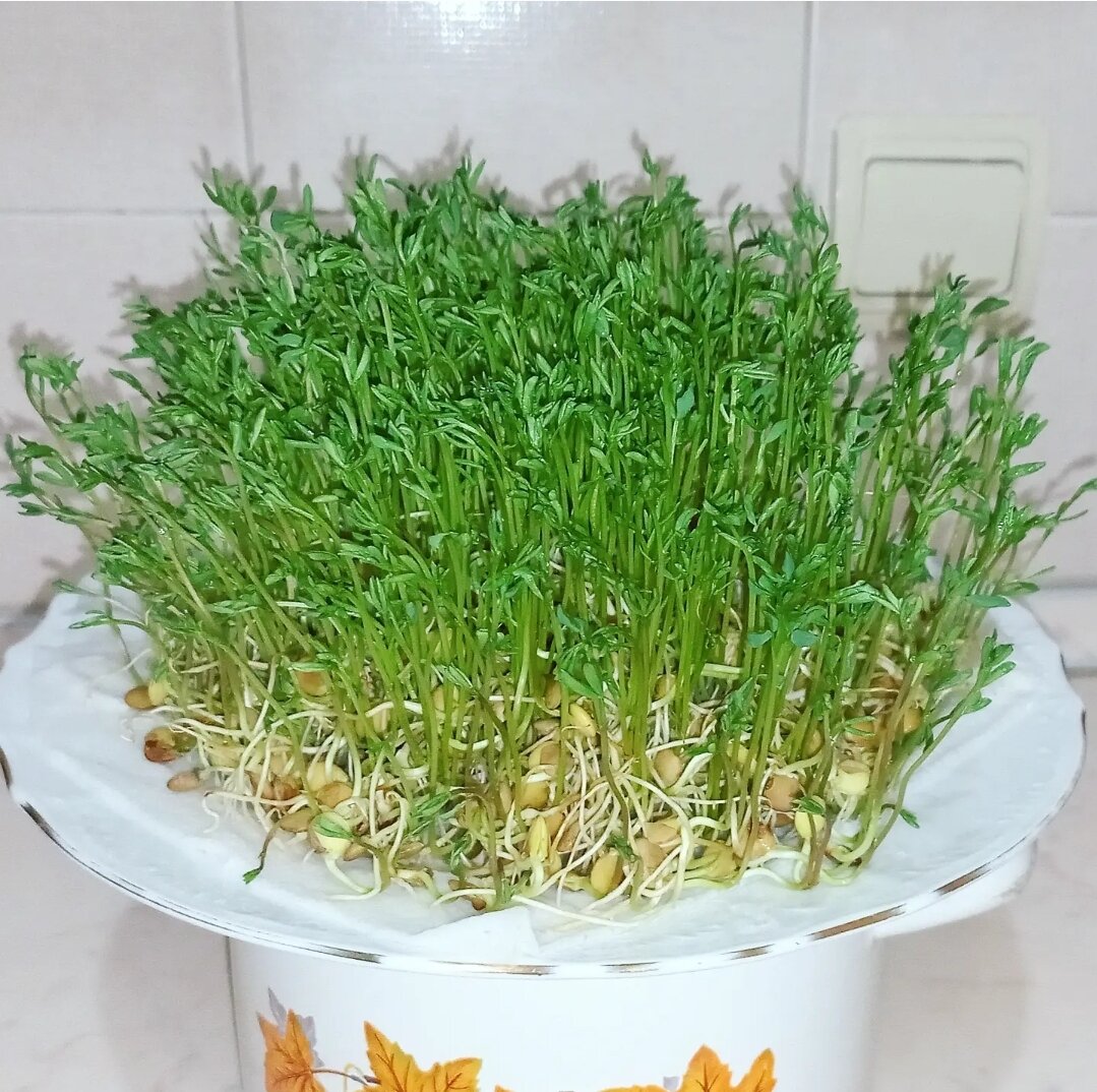 Сама же зелень полезна в любом сочетании...