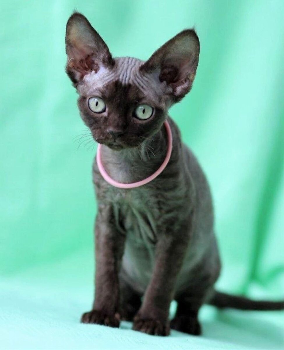  Порода девон рекс относительно новая, выведенная на основе мутации.