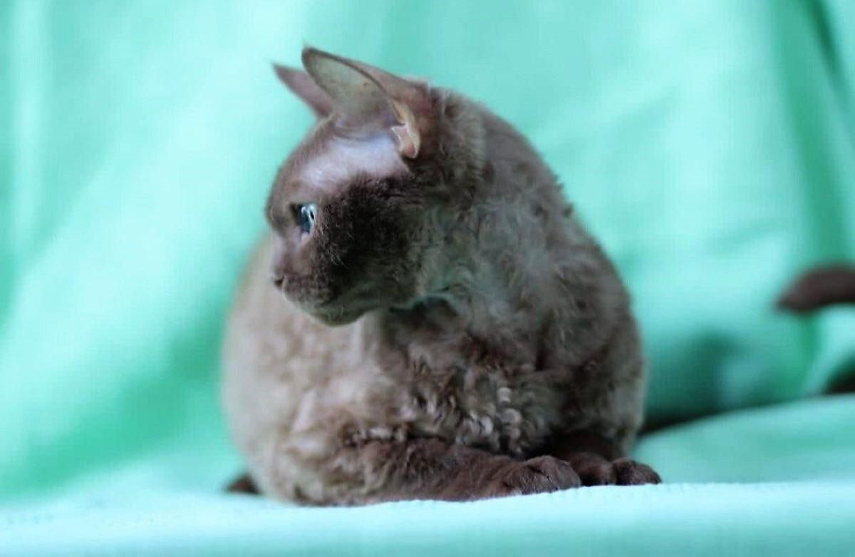  На тот момент кошки с похожей витиеватой, курчавой шерстью уже вызвали интерес заводчиков.