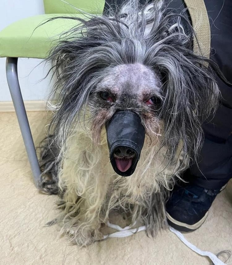 В таком состоянии пса нашли. Он был заперт в квартире 3 года.