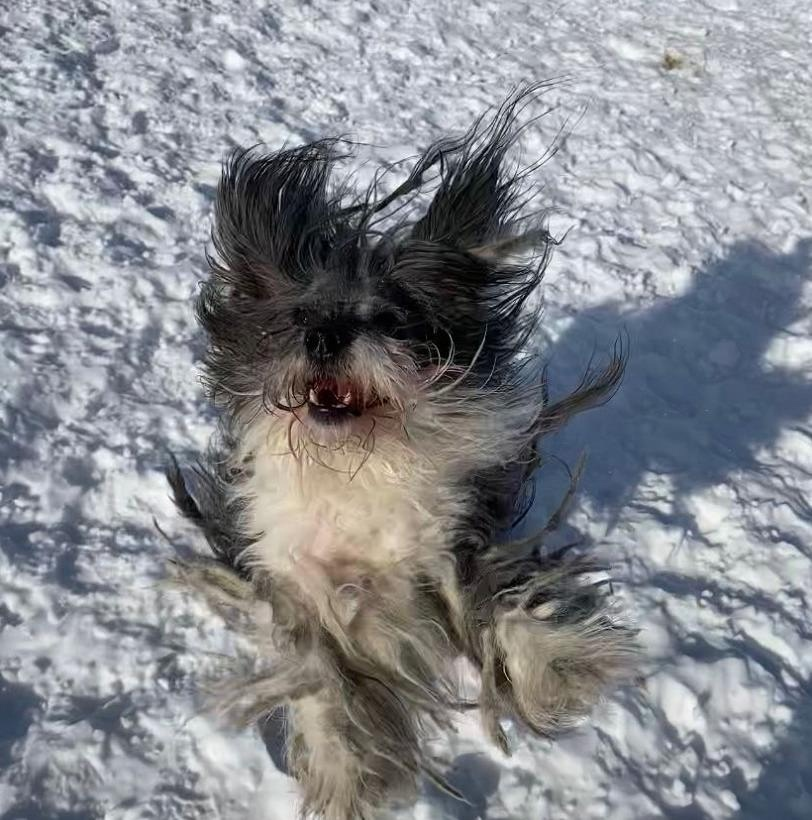 Спартак на прогулке