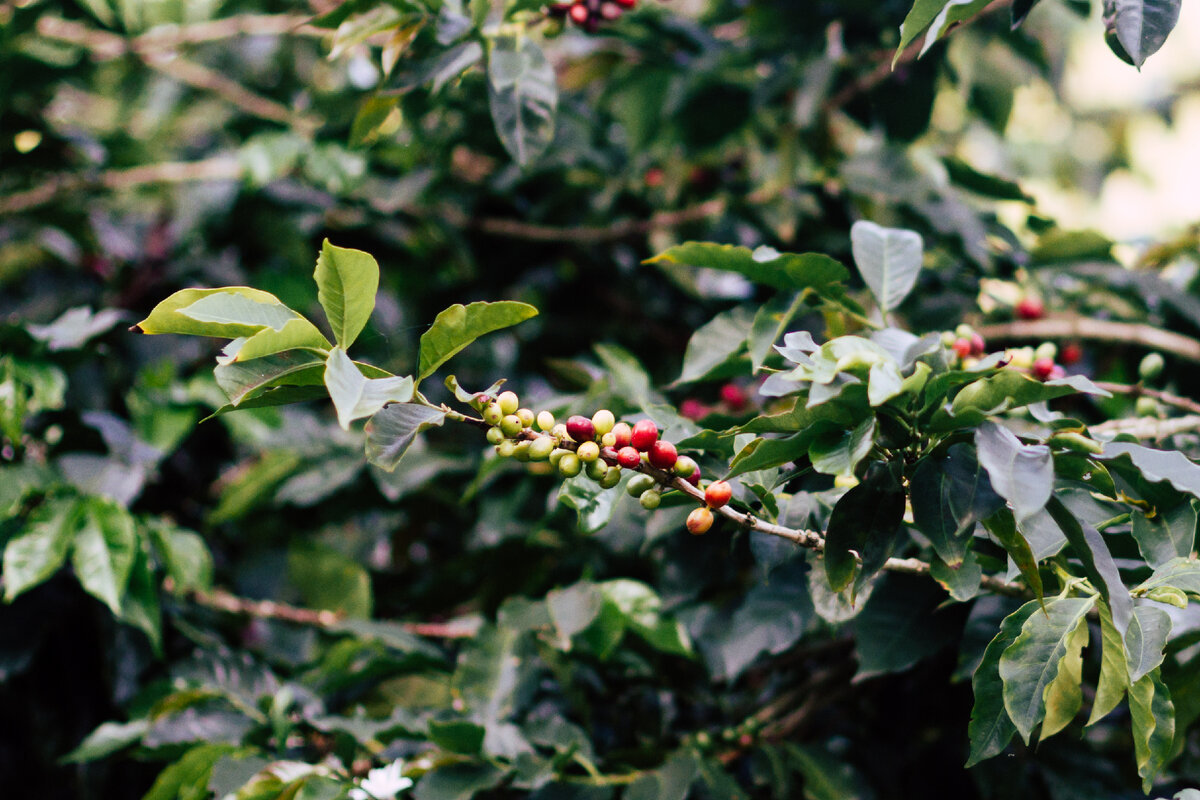 Где растут кофейные деревья, и откуда прибывают зёрна, попадающие в вашу чашку? Отправляемся в увлекательное путешествие по миру кофе. 1. Колумбия Колумбия – это мекка для настоящих ценителей кофе.