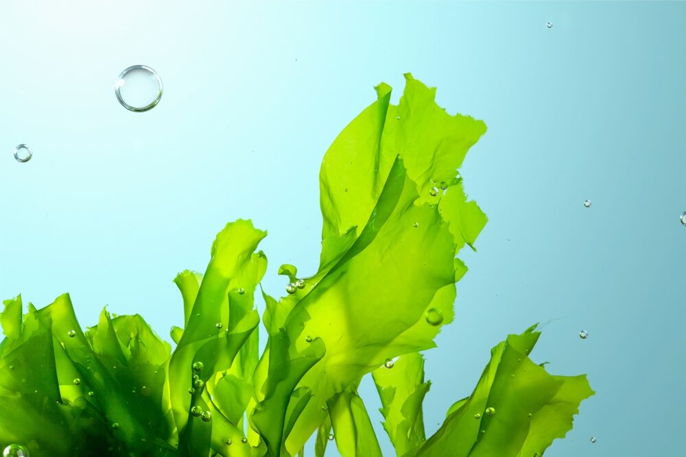 Морские водоросли