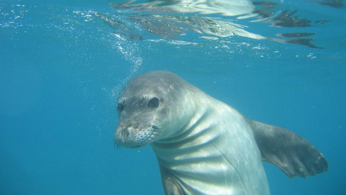 Mediterranean monk seal