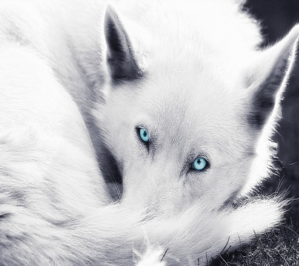 (фото из интернета)