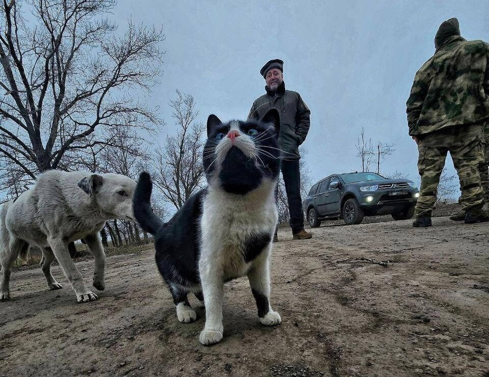    Местная придорожная банда пушистых вымогателей остановила колонну с сотрудником ЗСНО