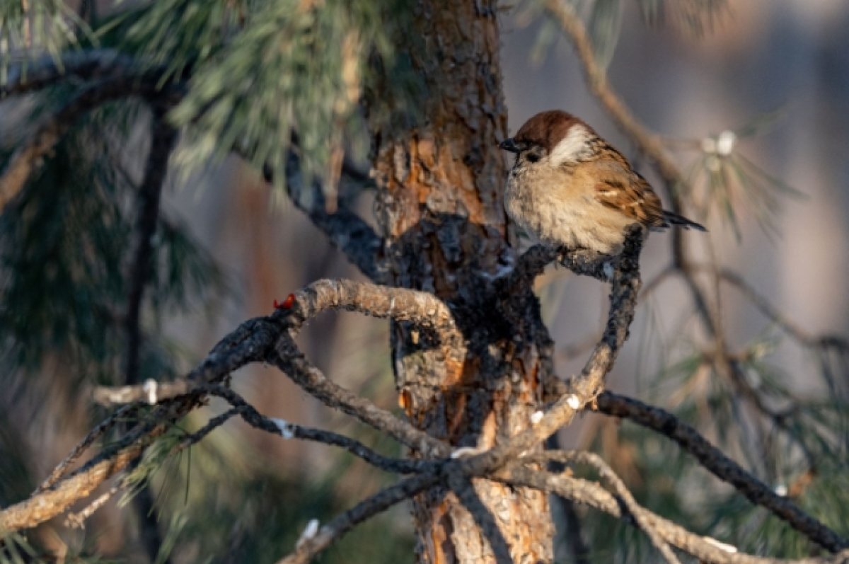    Тверичане могут принять участие во Всероссийской переписи воробьёв