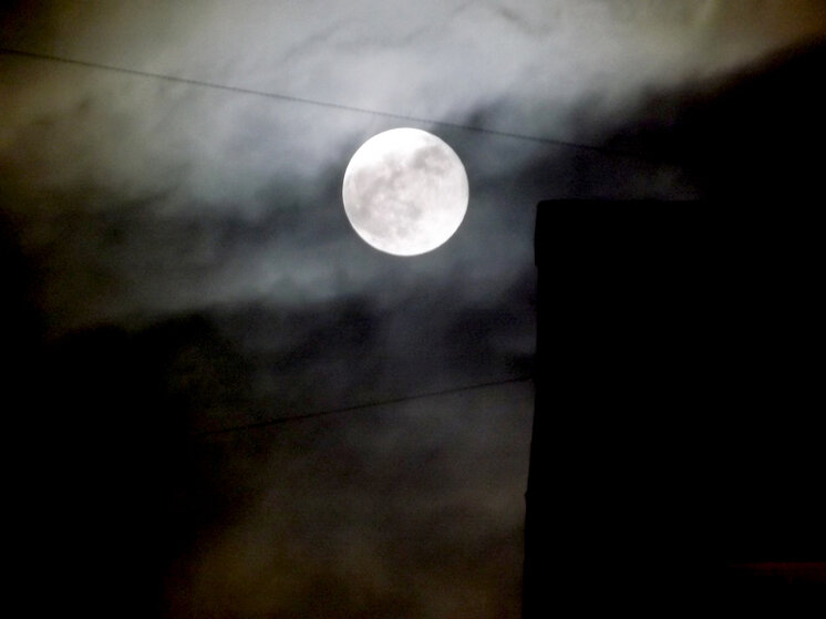     Весна символизирует расцвет всего живого. Фото: МК в Питере