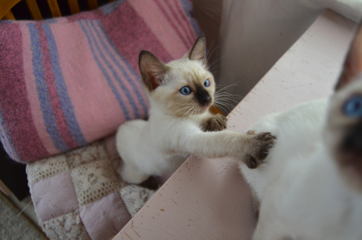 Эй, братан, тебе уже пора уезжать в новый дом! А мне еще надо сделать прививки