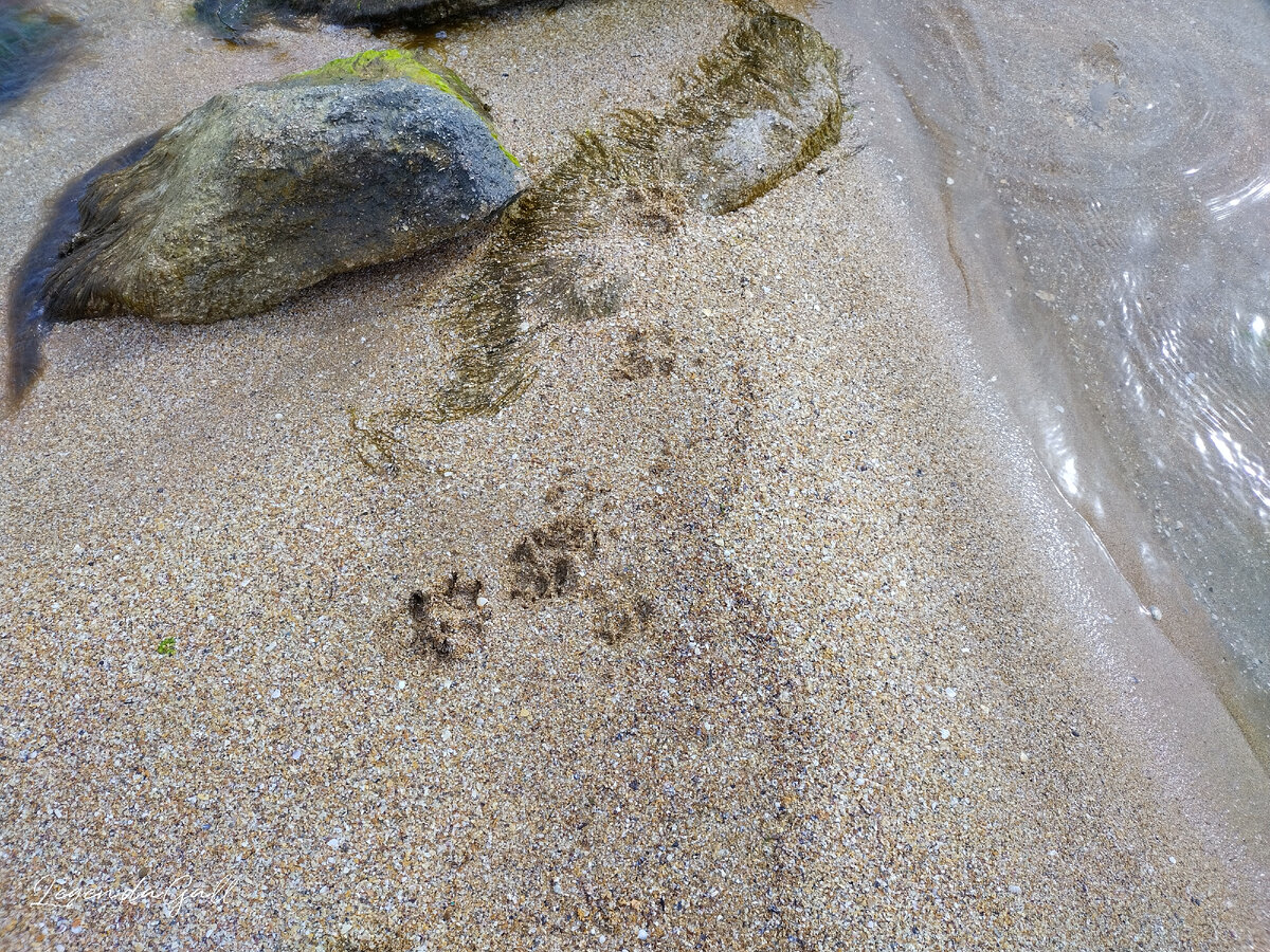 Следы у воды только собачьи ))