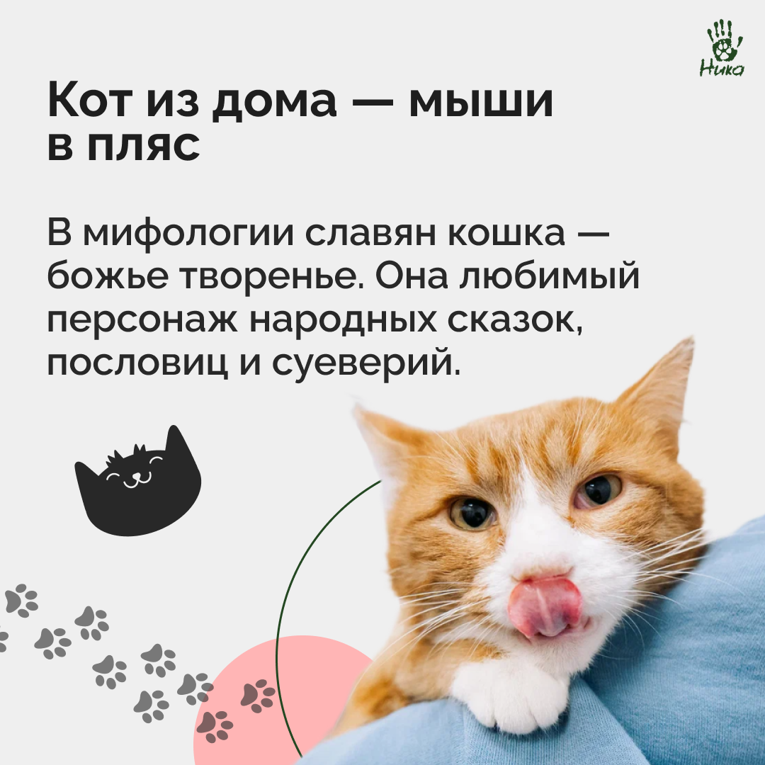 1 марта в России отмечается День Кошек 😼 | Фонд помощи животным «Ника» |  Дзен