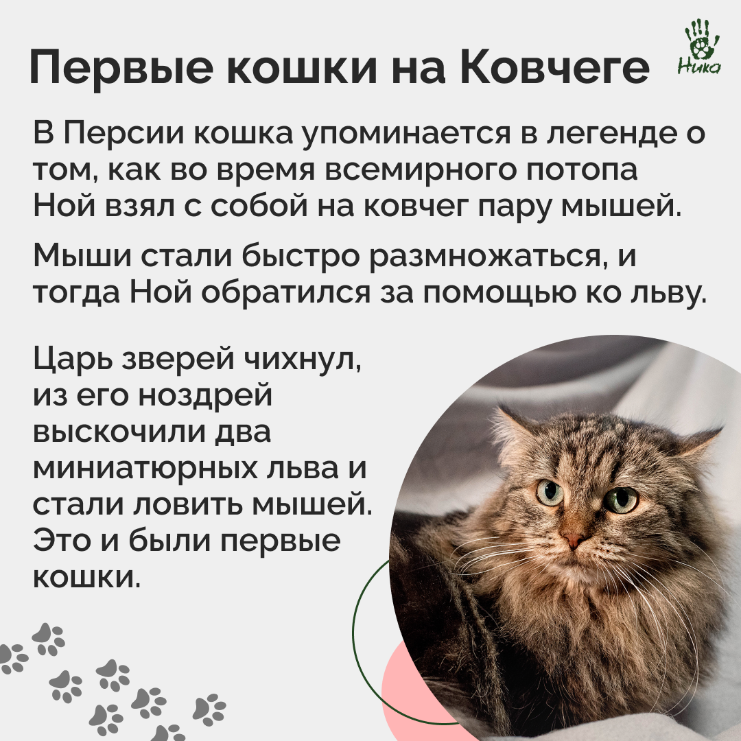 1 марта в России отмечается День Кошек 😼 | Фонд помощи животным «Ника» |  Дзен