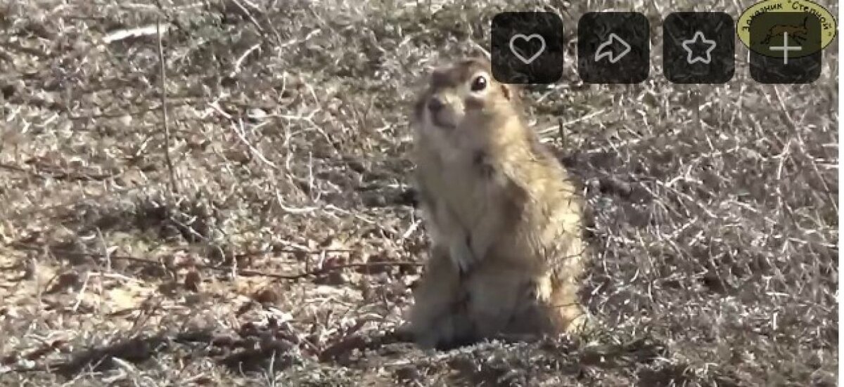 Фото: скриншот видео заказник 