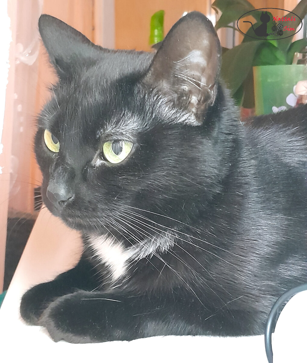 Знакомьтесь, Джо Блэк