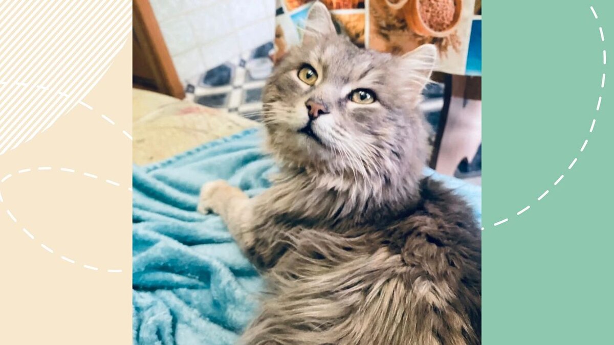 © Фото: приют «Золотое сердце»