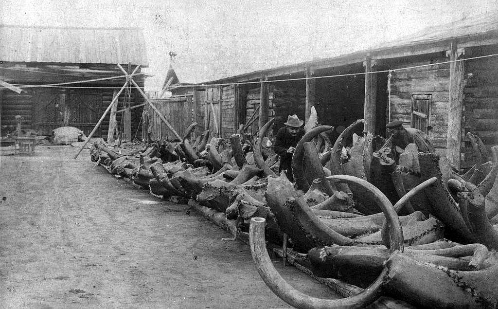 Важным источником костей были Медвежьи острова, архипелаг, расположенный в Восточно-Сибирском море.