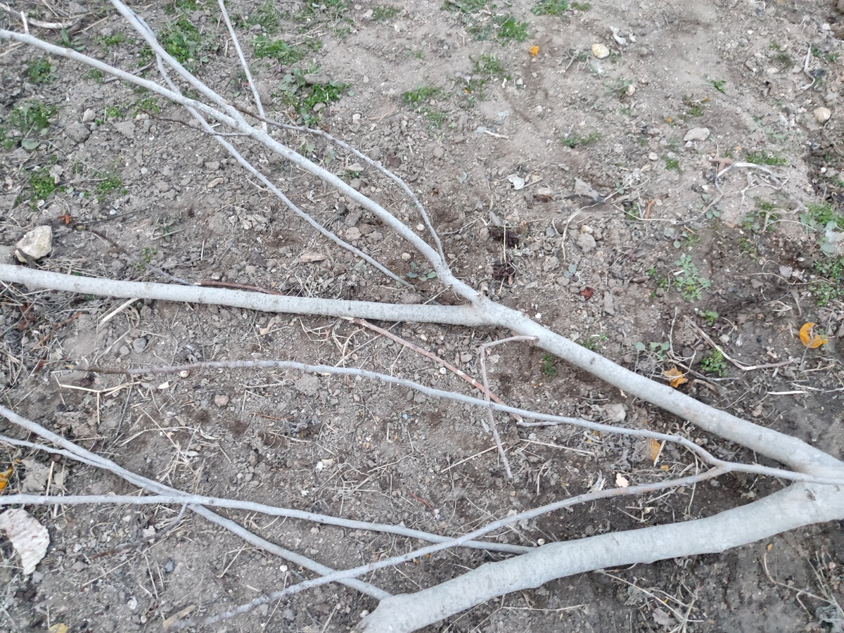 одна из веток инжира