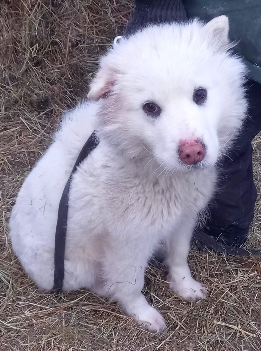 Яся в отлове 