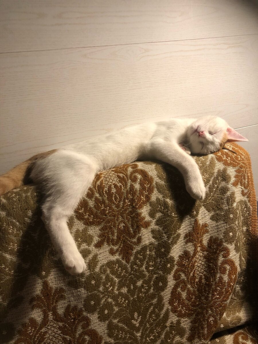 Наверное, снится рыбный паштет.