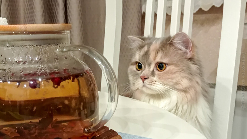 1. Пусильва и чай... © NickFW.ru — 01.02.2024г.