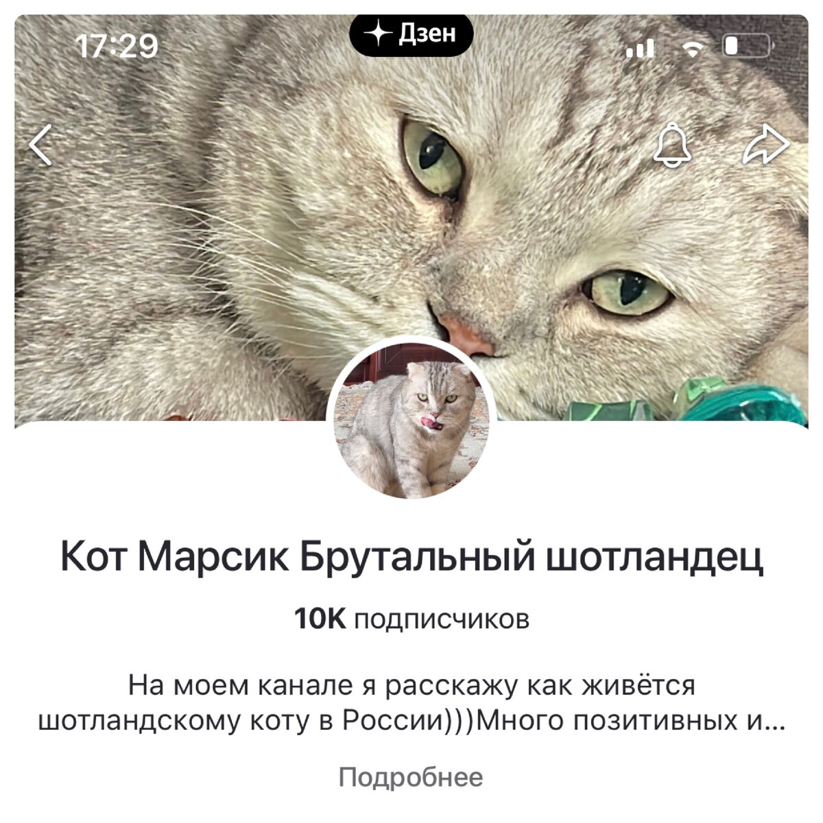 Нас 10К Урааа🥳🥳🥳Спасибо каждому из вас🙏😘 | Кот Марсик Брутальный  шотландец | Дзен