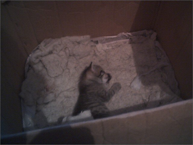 Васькин котёнок