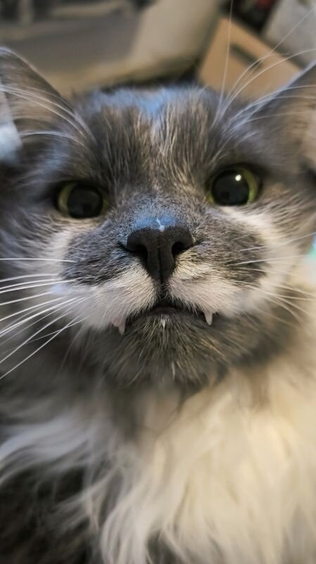    Кот Тёма