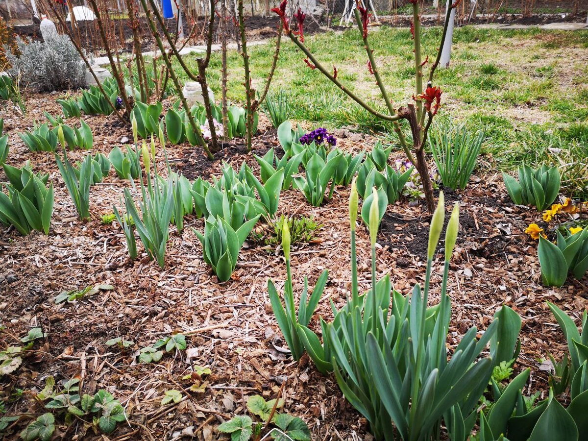 Весенний розарий в начале марта