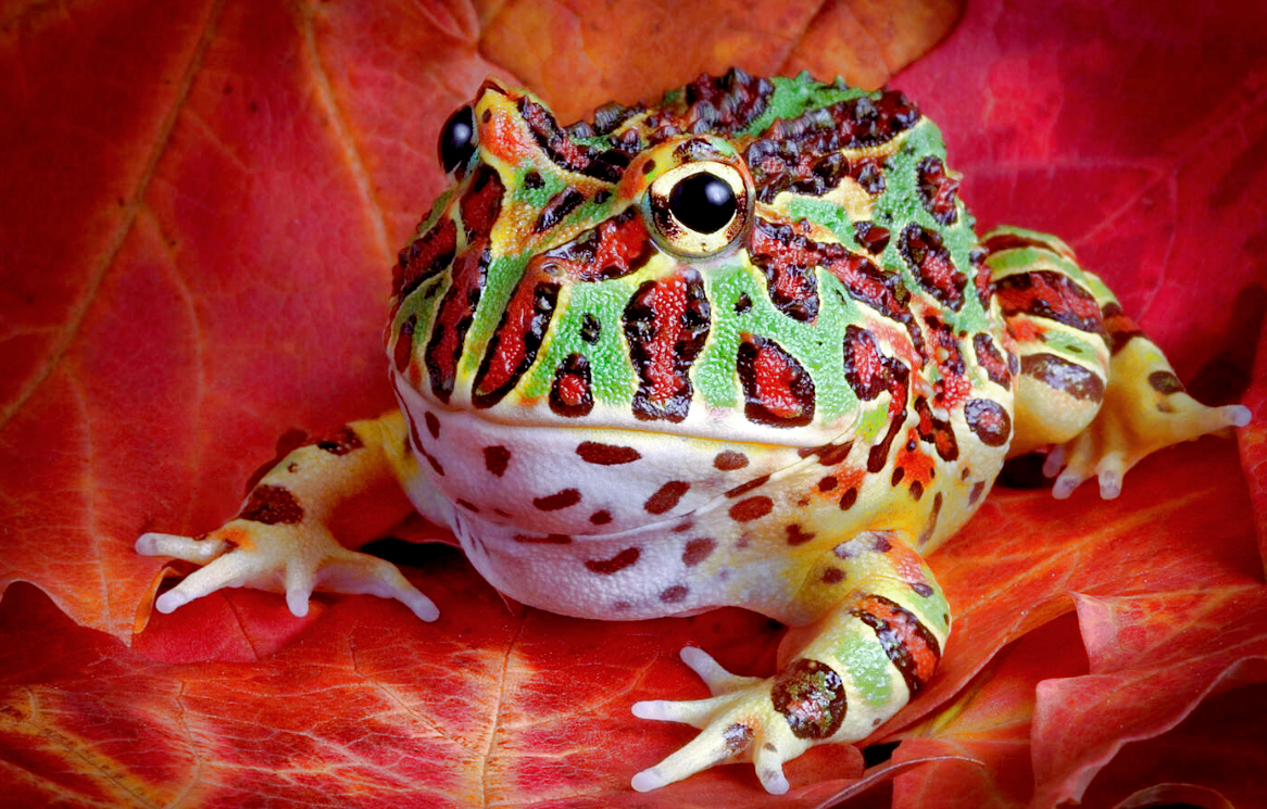 Где птиц нет, там и лягушка сойдет за соловья! Фото: gagaru.club