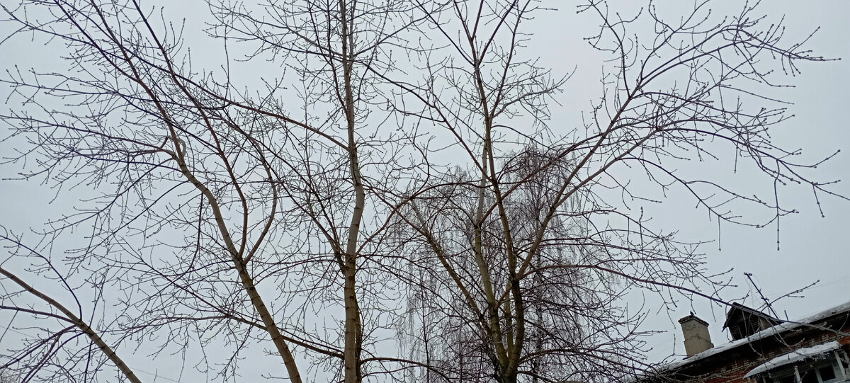 Небо марта. Весна в Подмосковье. Фото автора.