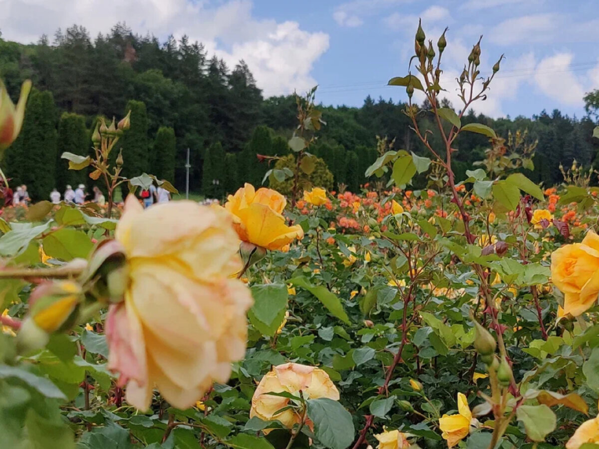 Розы в кисловодской Долине роз