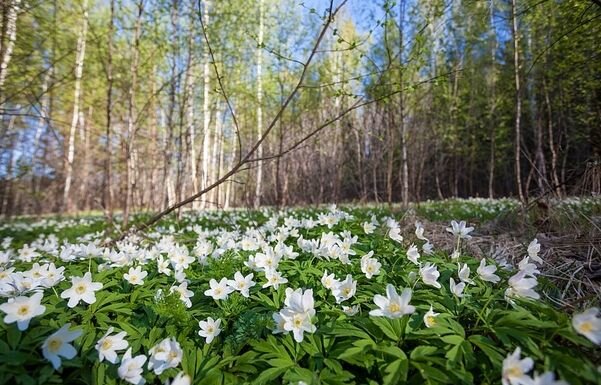 Фото из открытого источника