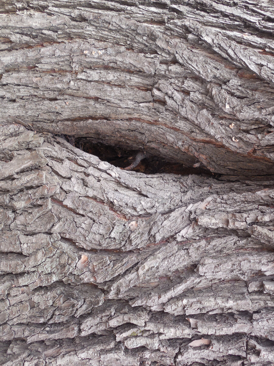 Фото по теме, как ни кажется, что оно не подходит. Это тополь, вот такая фактурная кора с небольшим дуплом. И, конечно, фото переориентировано, повёрнуто на 90 градусов