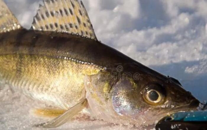 Источник фото: фото из открытых источников - для иллюстрации