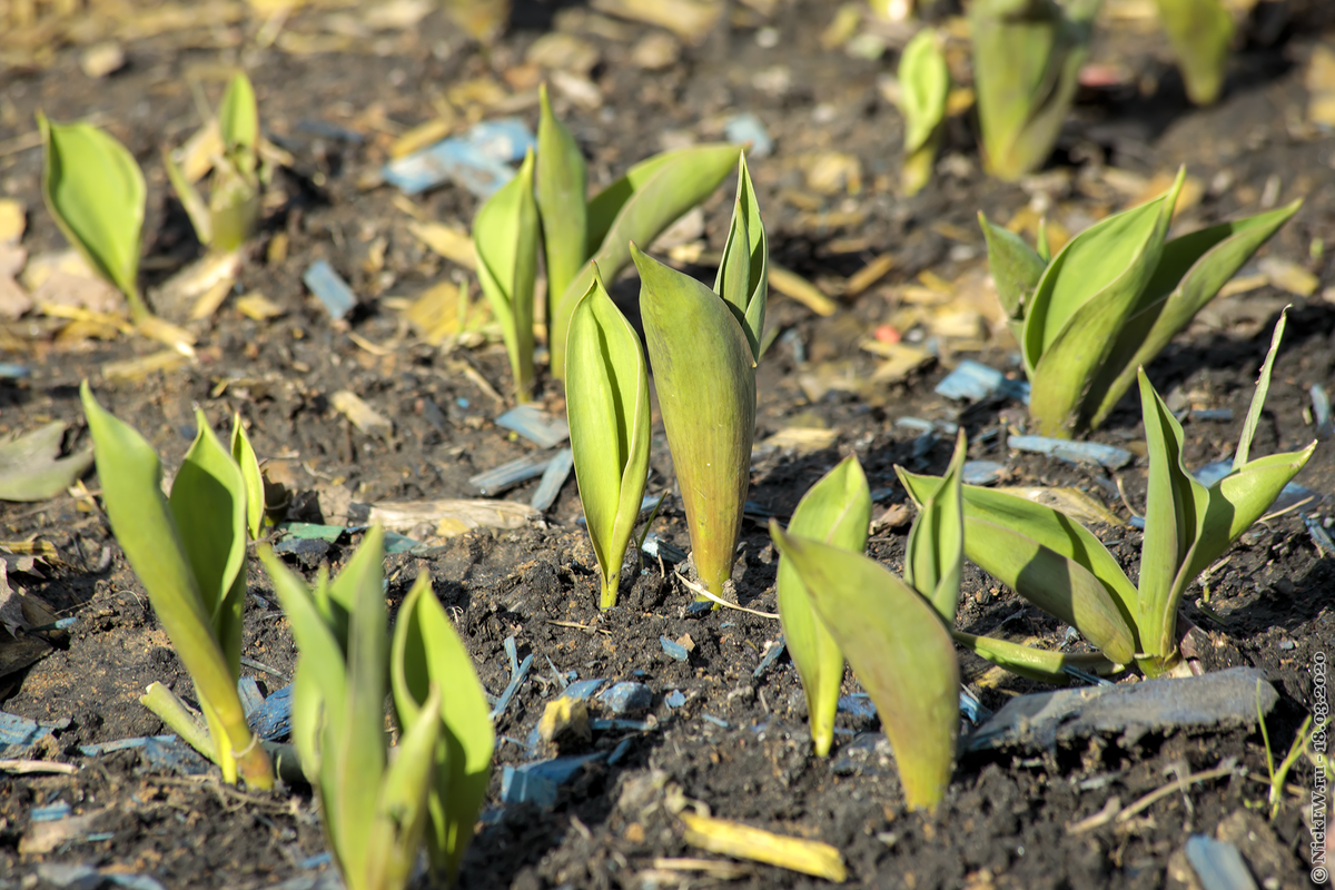 Тюльпанная ботва © NickFW.ru — 18.03.2020г.
